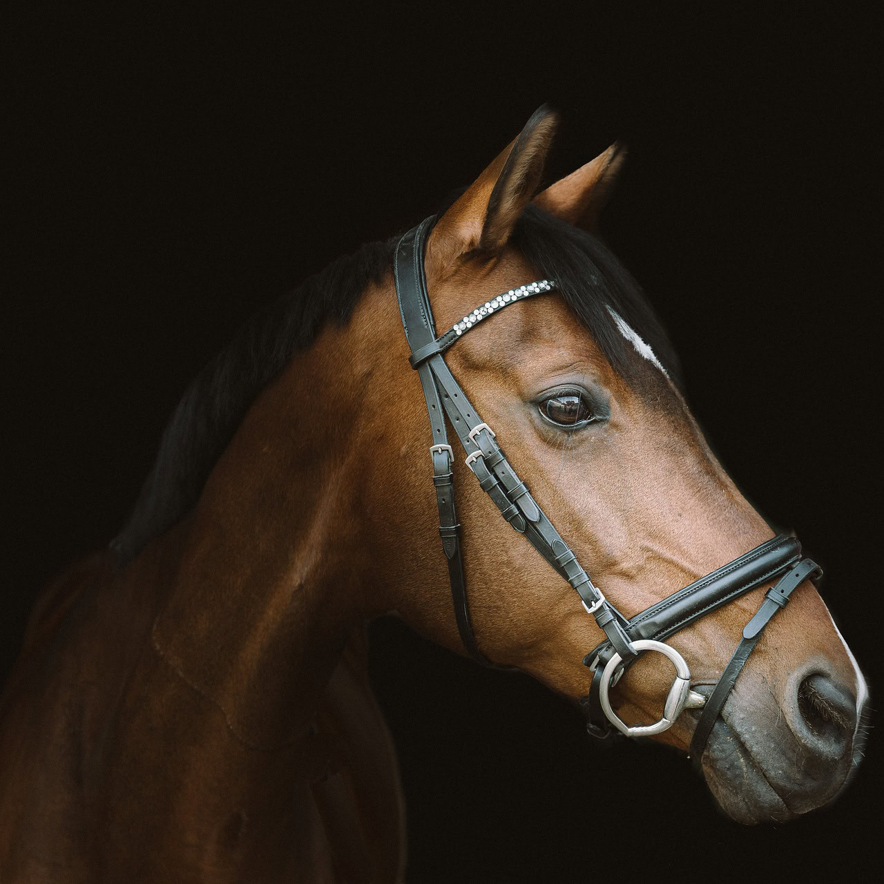 Ontdek hoe BEMER-therapie bij blessures van paarden bijdraagt aan snellere genezing, pijnverlichting en optimale revalidatie van uw dier.