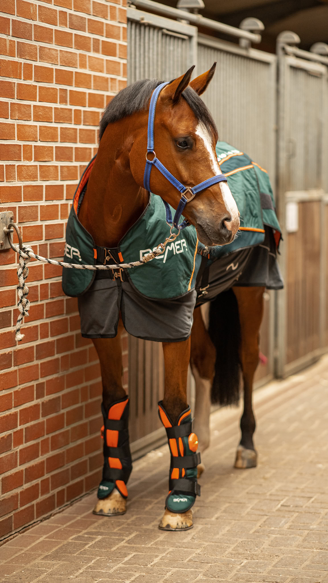 bemer-deken-paard
