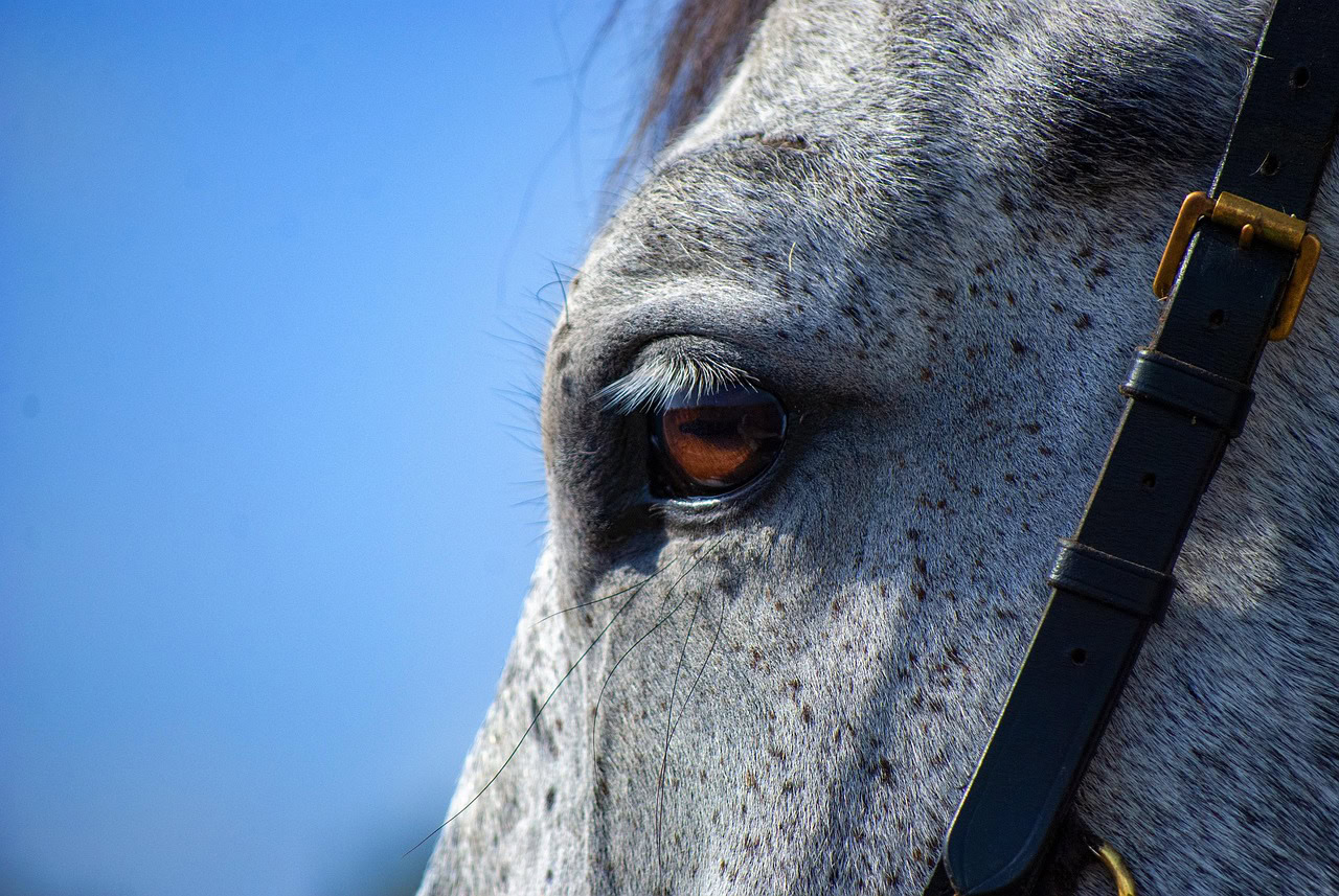 Ontdek hoe u de BEMER horse set kunt kopen voor een optimale gezondheid en prestatie van uw paard. Uw gids voor de beste investering in paardenwelzijn.
