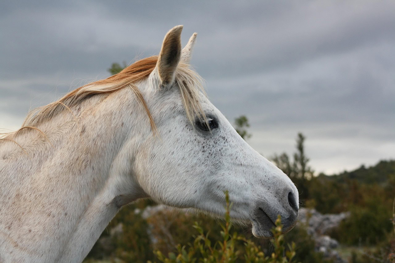 Ontdek hoe BEMER oude paarden helpt bij het verminderen van stijfheid en verbeteren van mobiliteit en welzijn bij het ouder worden.