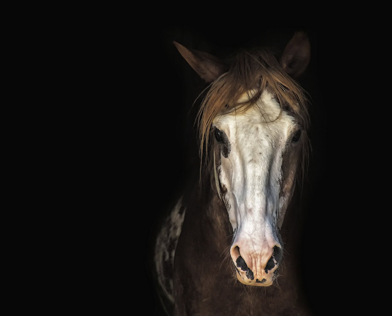 Ontdek hoe BEMER resultaten bij paarden de prestaties verbeteren en herstel versnellen door wetenschappelijke studies en echte succesverhalen.